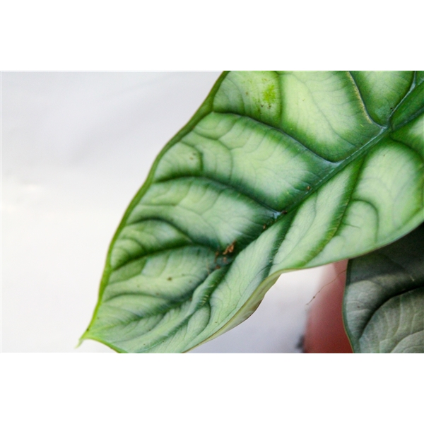  Alocasia Silver Dragon ASD12 FloraXchange