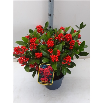 Skimmia j. Temptasion