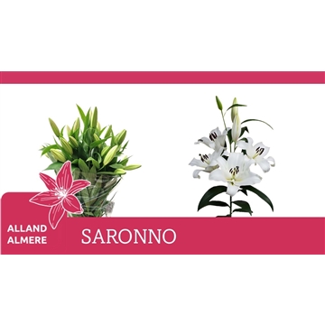 LI OT SARRONO