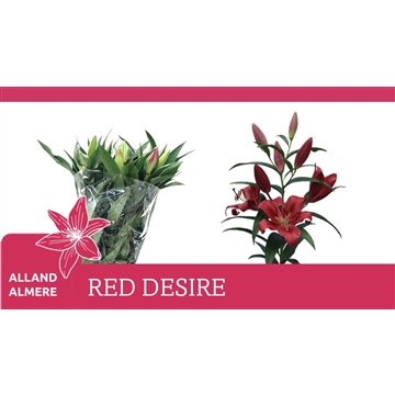 LI OT RED DESIRE