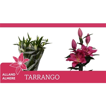 LI OT TARRANGO