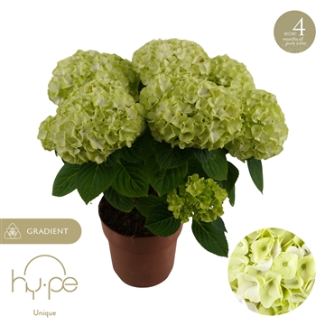 Hydrangea Hi Hailstone 7+ | Hy-pe Unique