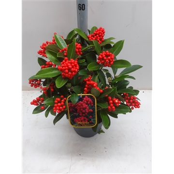 Skimmia j. Temptasion