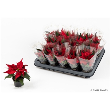 Feelings Red mini Elvira Plants