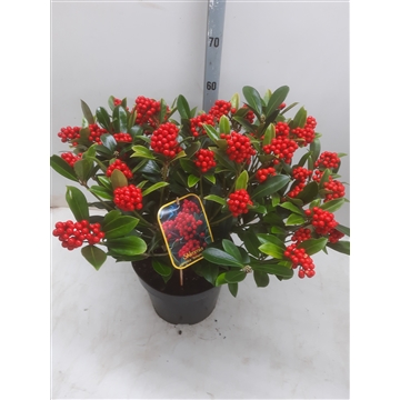 Skimmia jap. Temptasion (kopie)