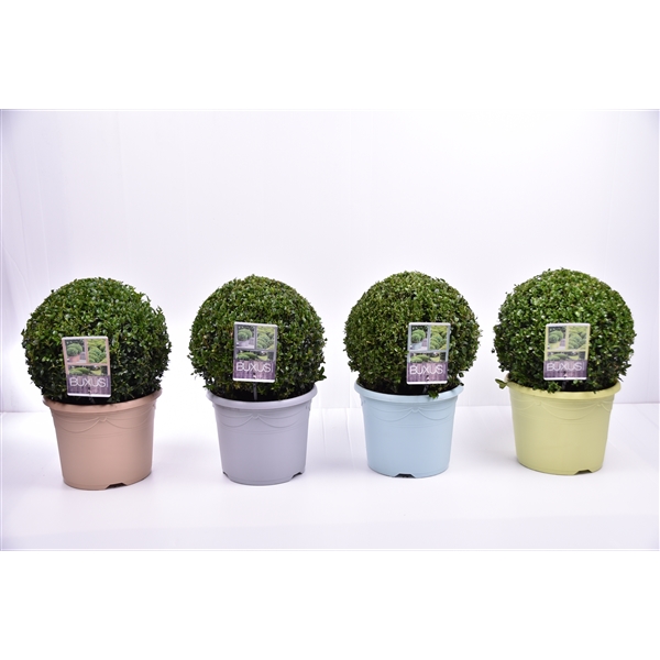 Buxus sempervirens pastel pot Ø 30-35 cm (2830pastel) - FloraXchange