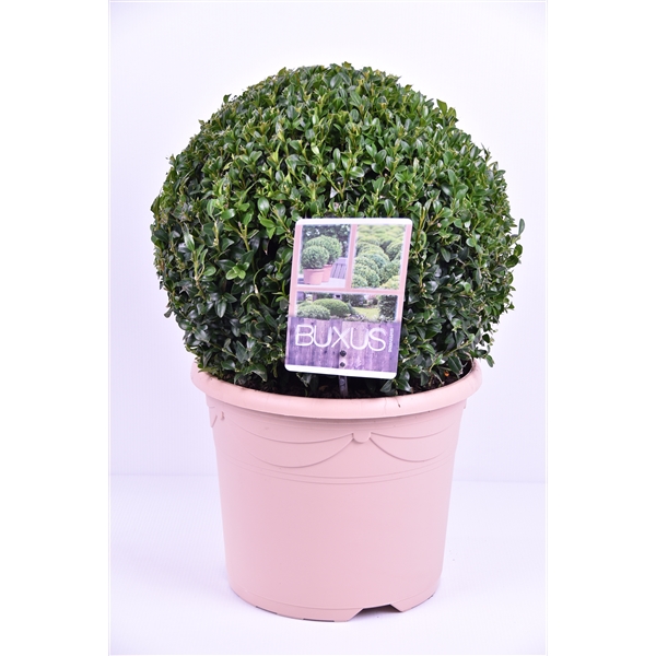 Buxus sempervirens pastel pot Ø 30-35 cm (2830pastel) - FloraXchange