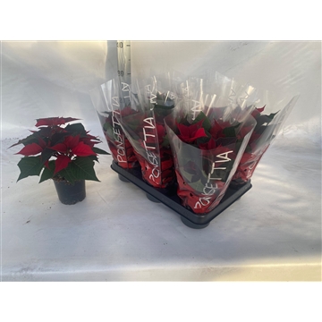 Rood 11