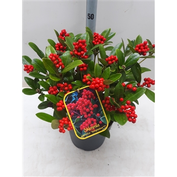 Skimmia j. Temptasion
