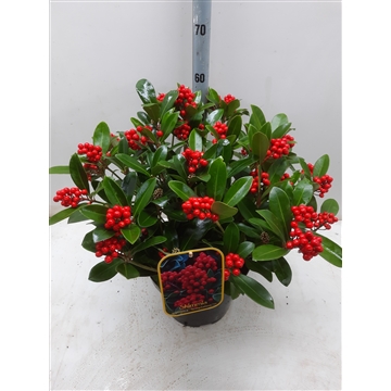 Skimmia Temptasion