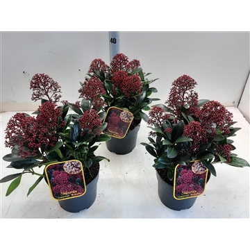 Skimmia jap Rubella C2