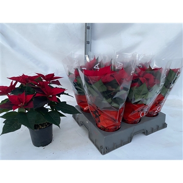 rood14