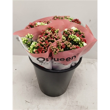 Kalanchoe 6 stelen Rainbow mix