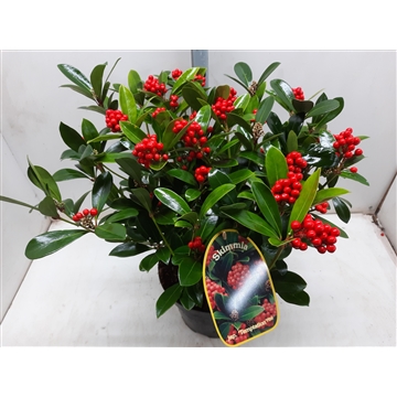 Skimmia Temptasion