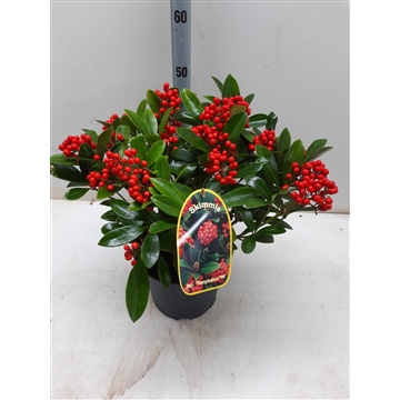 Skimmia j. Temptasion