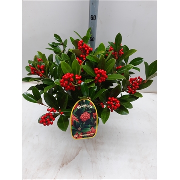 Skimmia j. Temptasion
