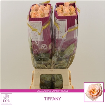 Rosa gr Tiffany!