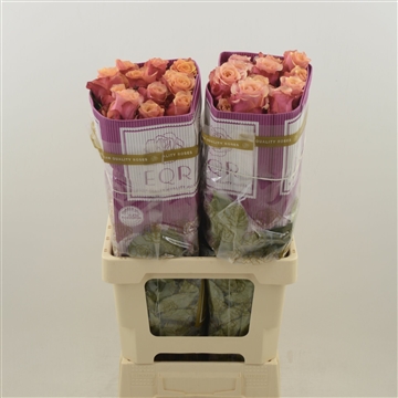 Rosa gr Cherry Brandy
