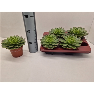 Echeveria Gilva