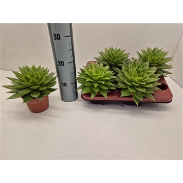 Echeveria Agavoides Ebony Red Lips