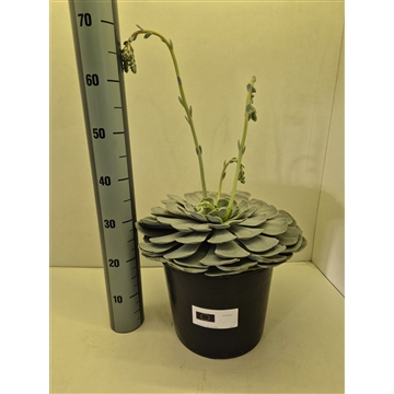 Echeveria Pollux XXL
