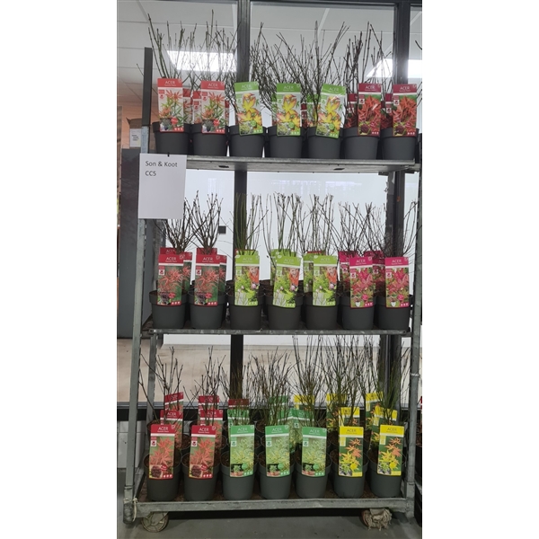 Acer Palm. Diverse Mix Volle Cc