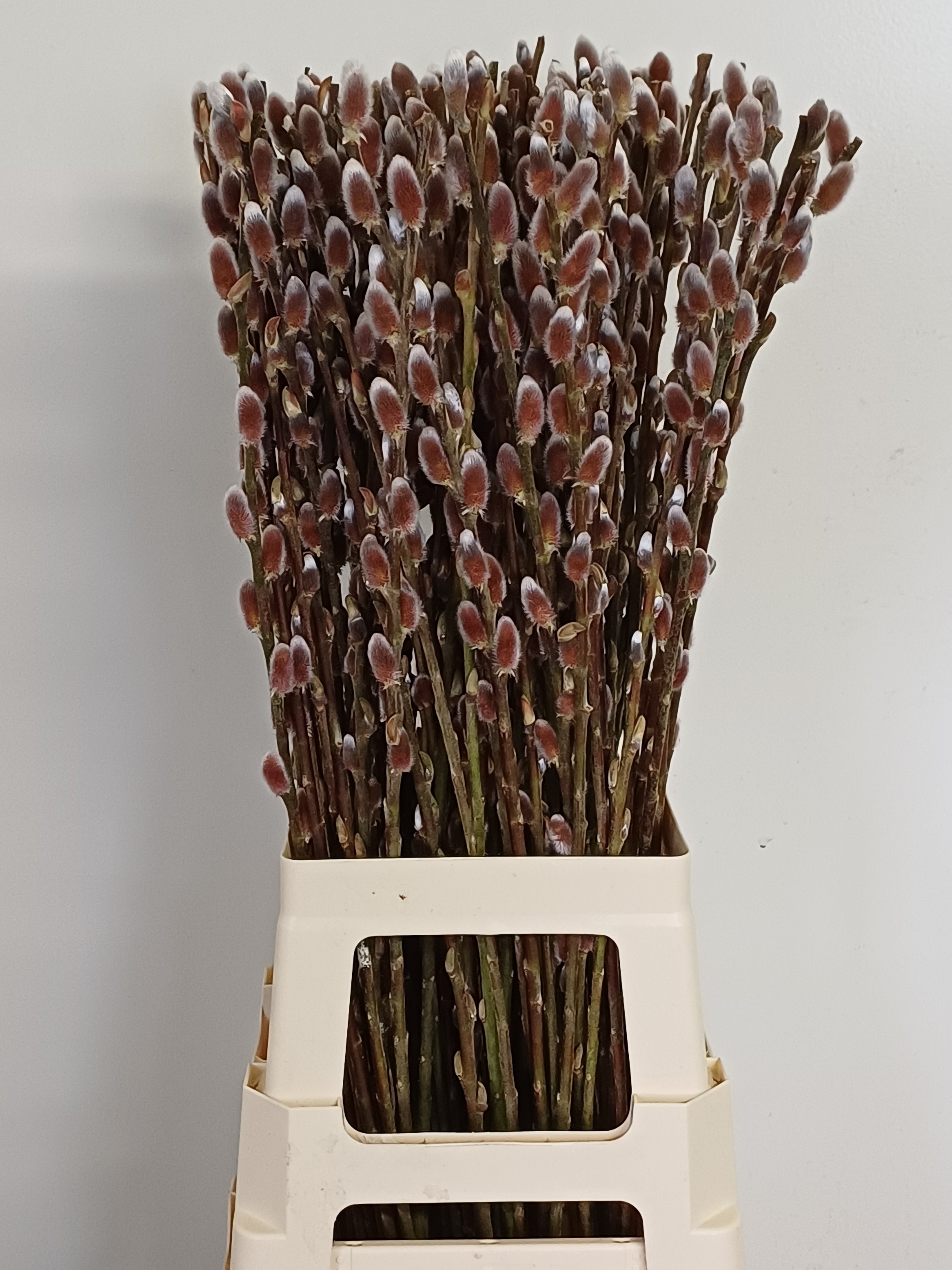 Salix Red passion 80cm 2025 (salix 80cm re) - FloraXchange