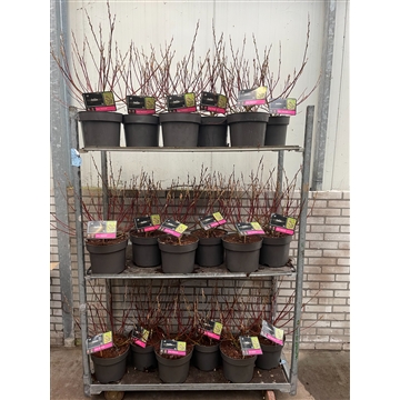 Salix gracilistyla &#39;Mt. Aso&#39; C7,5 Kar