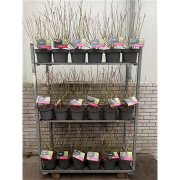 Salix gracilistyla &#39;Mt. Aso&#39; C5 Kar