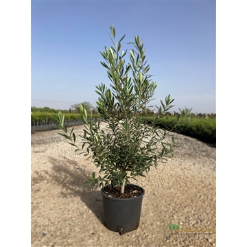 Olea Europaea