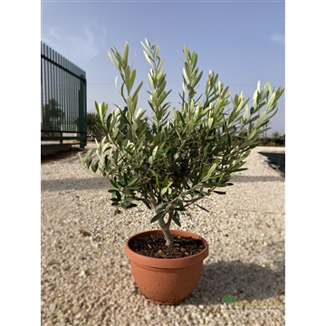 Olea Europaea