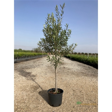 Olea Europaea