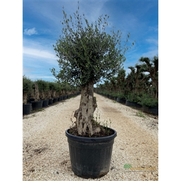 Olea Europaea