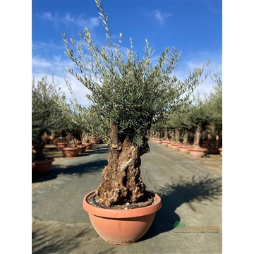 Olea Europaea