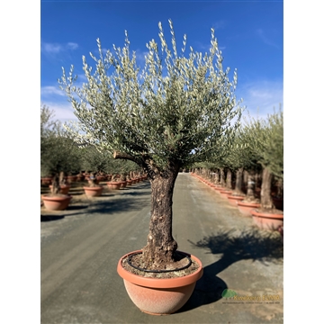 Olea Europaea