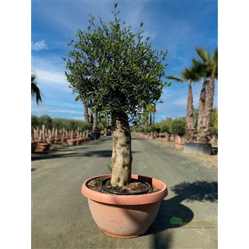 Olea Europaea