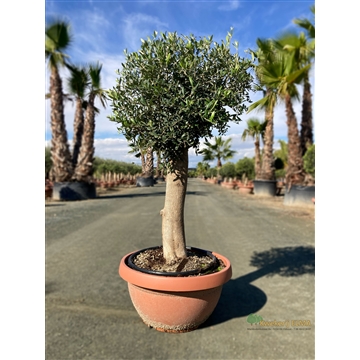 Olea Europaea