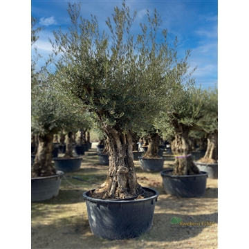 Olea Europaea