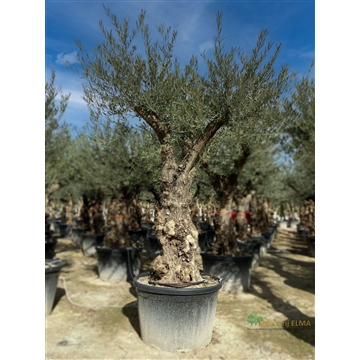 Olea Europaea