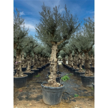 Olea Europaea