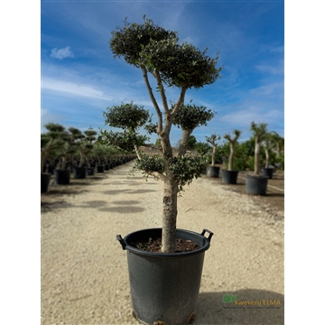 Olea Europaea