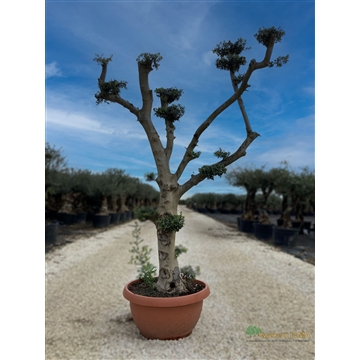 Olea Europaea