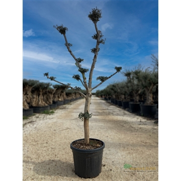 Olea Europaea
