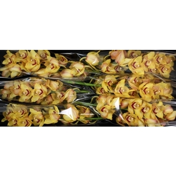 Golden Weather Glitter 80