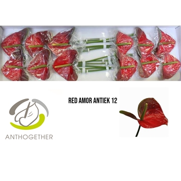 ANTH A REDAMOR ANTIQUE 12 Antique