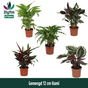 Calathea P12 mix