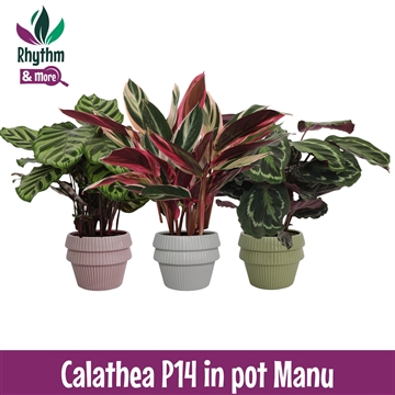 Calathea mix in pot Manu Keramiek - Rhythm &amp; More