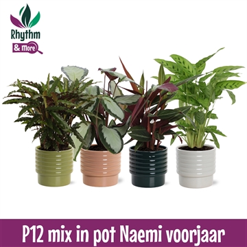 Calathea mix in Naemi Light keramiek - Rhythm &amp; More