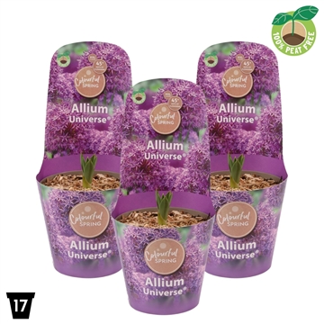 Allium Universe XXL