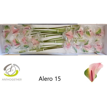 ANTH A ALERO 15